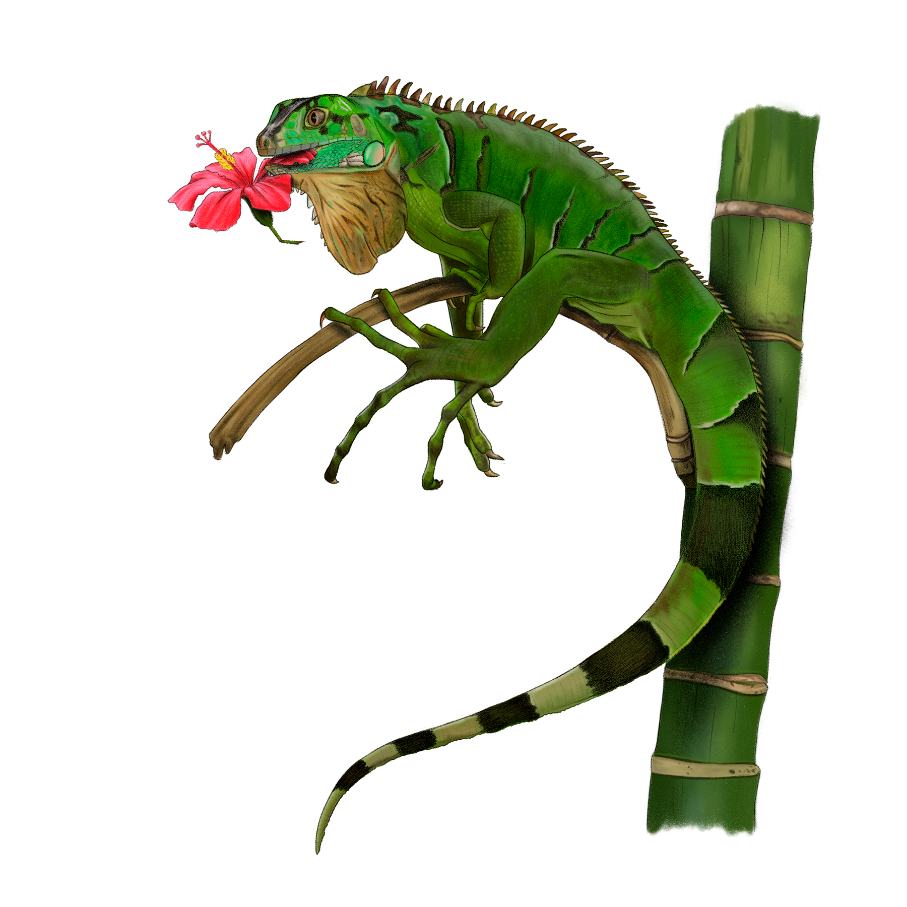 iguana